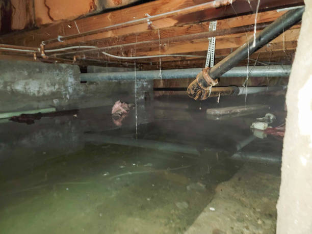 Best Water damage repair service  in Homer, LA